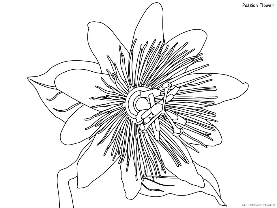 Rainforest Coloring Pages Nature passion flower Printable 2021 471 Coloring4free