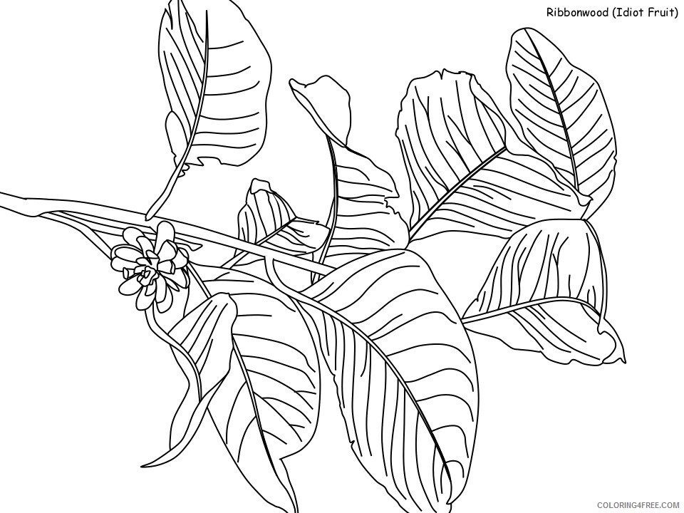 Rainforest Coloring Pages Nature ribbonwood Printable 2021 474 Coloring4free