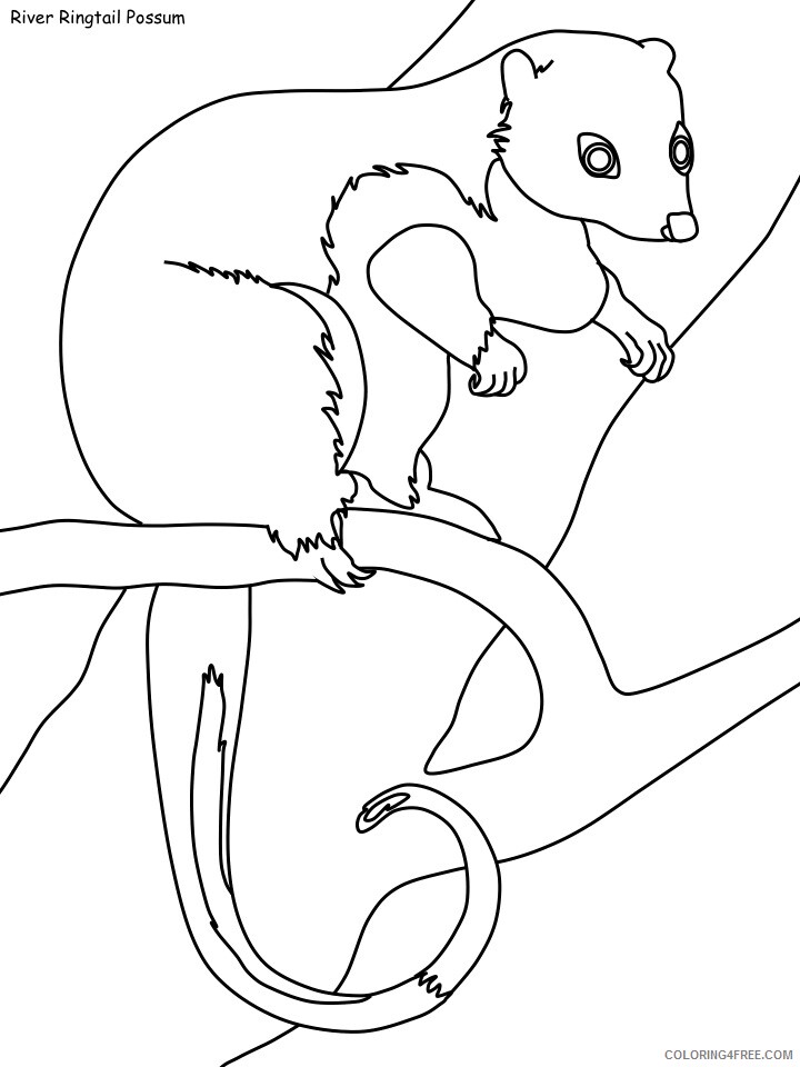 Rainforest Coloring Pages Nature ringtail possum Printable 2021 475 Coloring4free