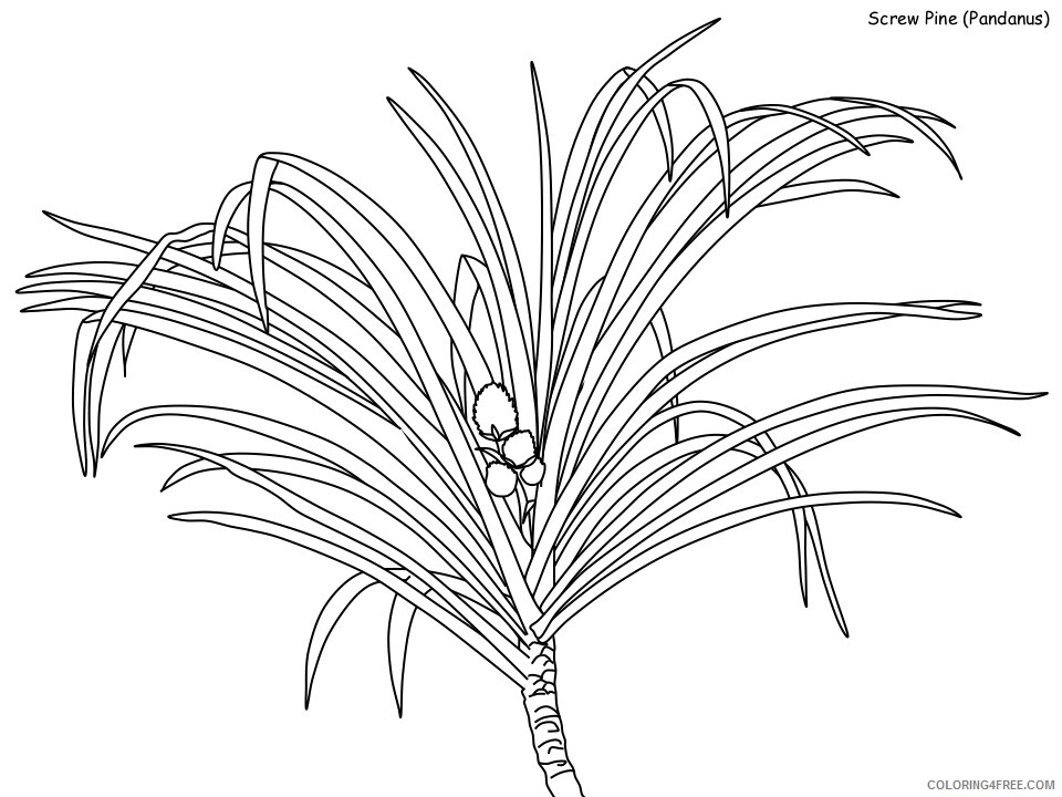 Rainforest Coloring Pages Nature screw pine Printable 2021 476 Coloring4free