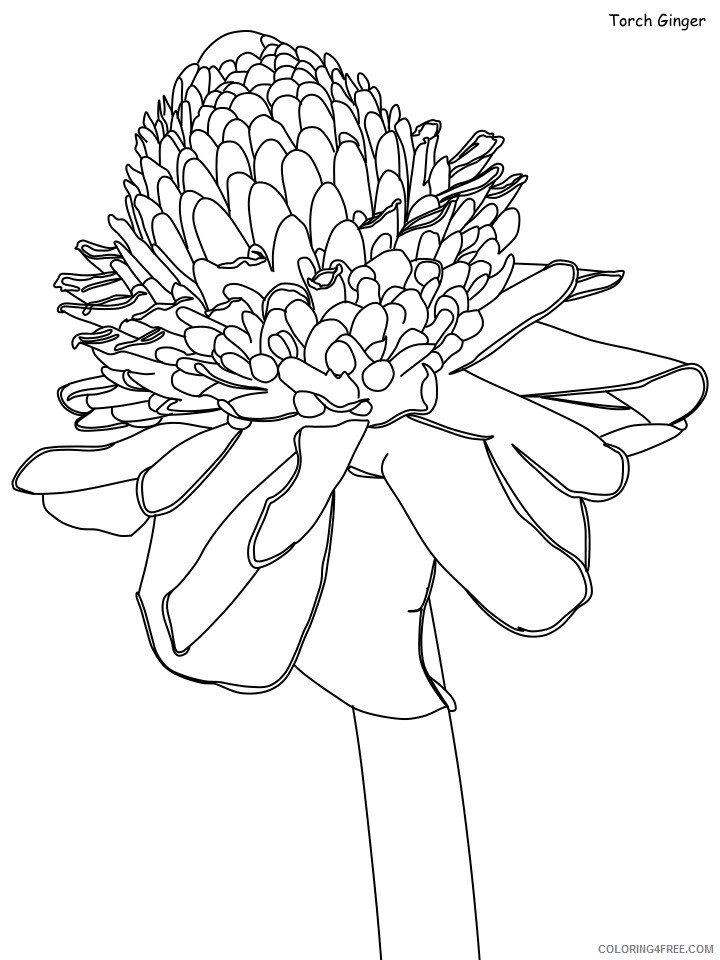 Rainforest Coloring Pages Nature torch ginger Printable 2021 478 Coloring4free