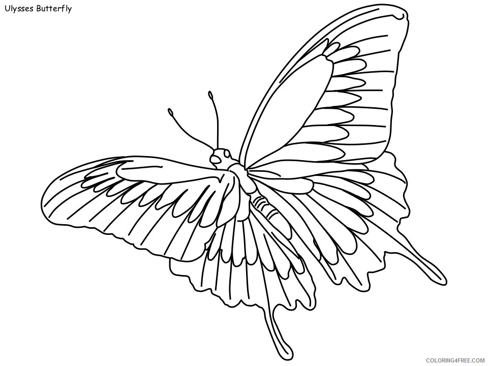 Rainforest Coloring Pages Nature Ulysses Butterfly Printable 2021 481 Coloring4free Coloring4free Com