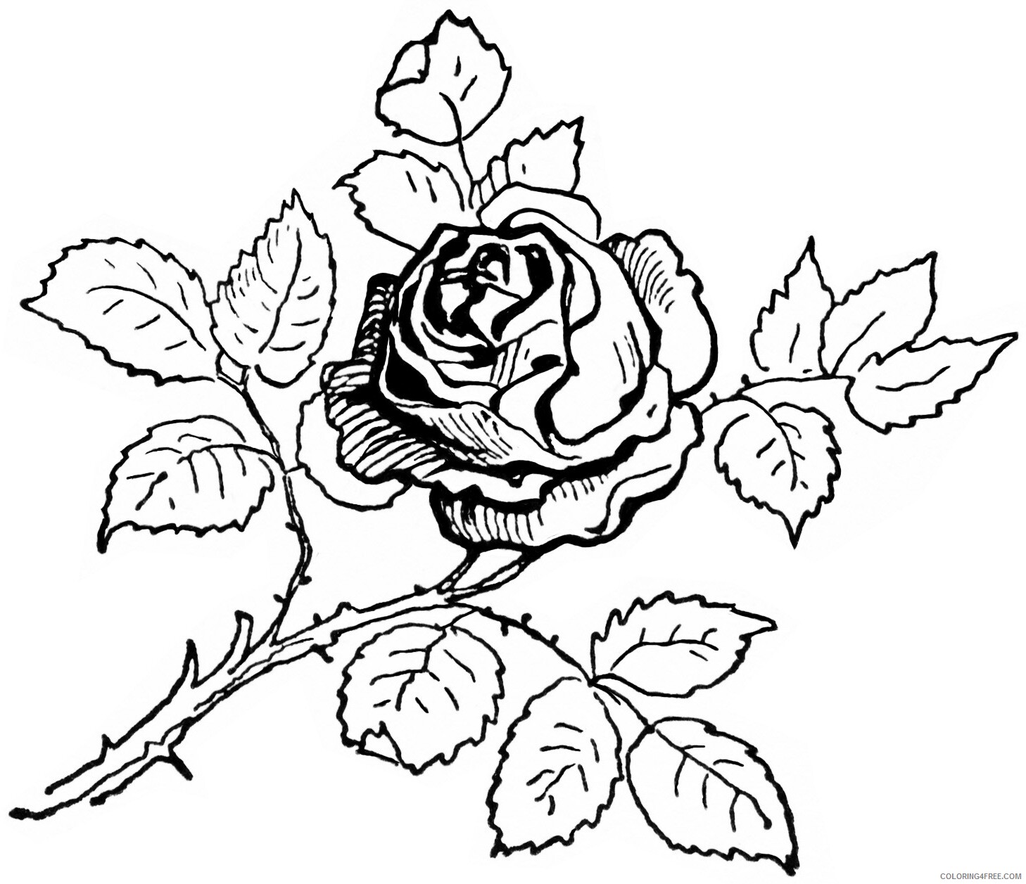 Rose Coloring Pages Flowers Nature Realistic Rose Printable 2021 443 Coloring4free