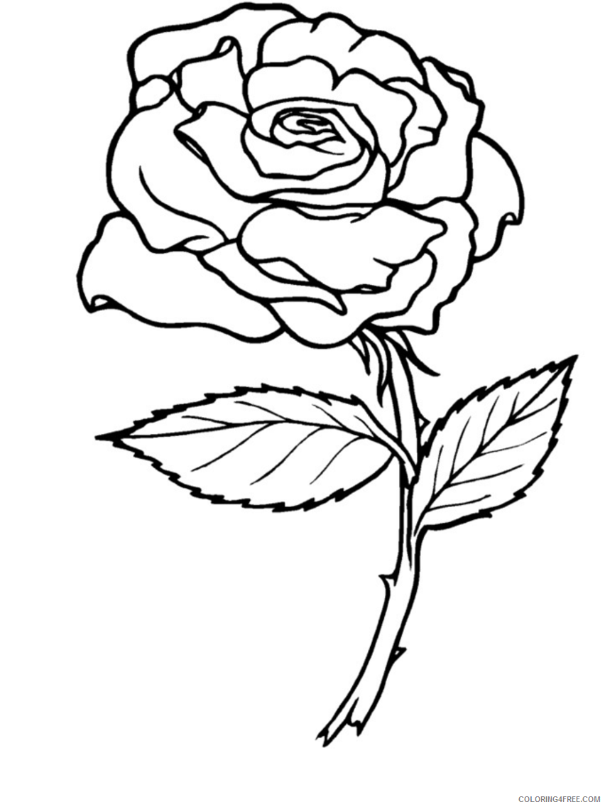 Rose Coloring Pages Flowers Nature Rose to Print Printable 2021 454 Coloring4free