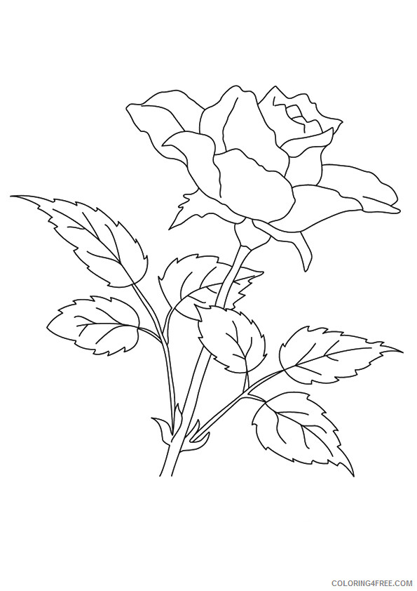 Rose Coloring Pages Flowers Nature rose flower to Printable 2021 463 Coloring4free