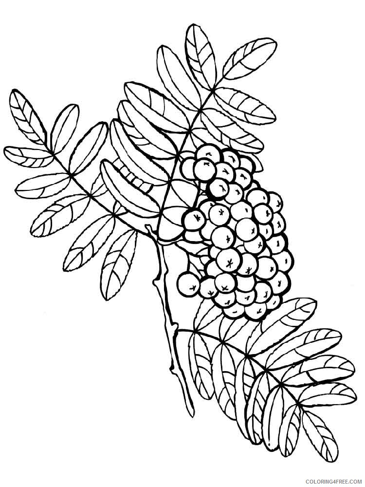 Rowan Coloring Pages Berries Fruits Rowan berries 2 Printable 2021 135 Coloring4free