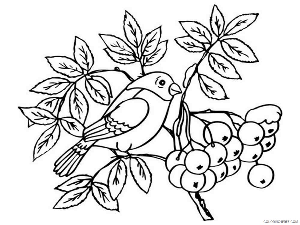 Rowan Coloring Pages Berries Fruits Rowan berries 5 Printable 2021 138 Coloring4free