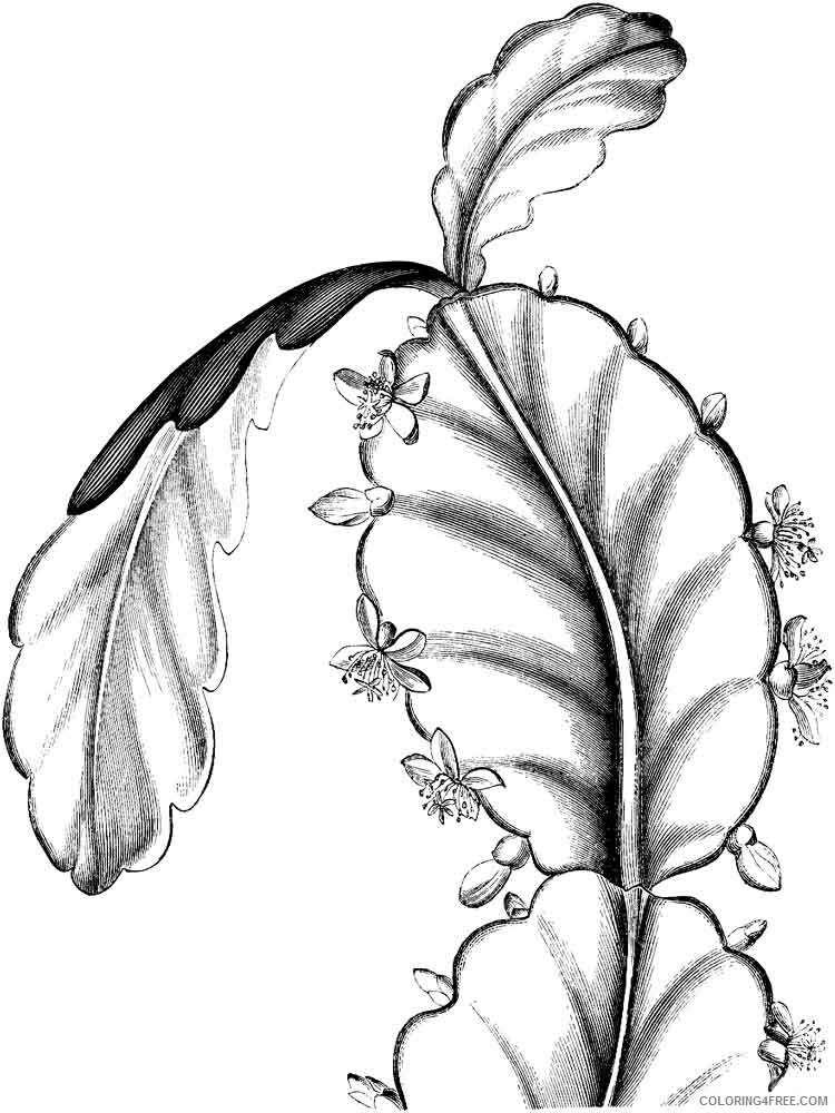 Schlumbergera Coloring Pages Flowers Nature Schlumbergera Printable 2021 477 Coloring4free