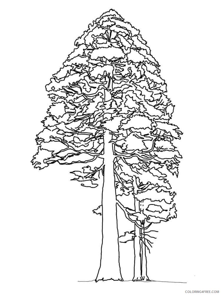 Sequoia Tree Coloring Pages Tree Nature sequoia tree 3 Printable 2021 703 Coloring4free