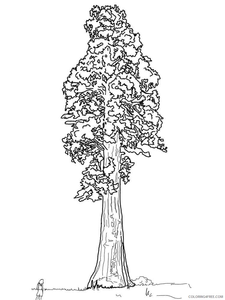 Sequoia Tree Coloring Pages Tree Nature sequoia tree 4 Printable 2021 704 Coloring4free
