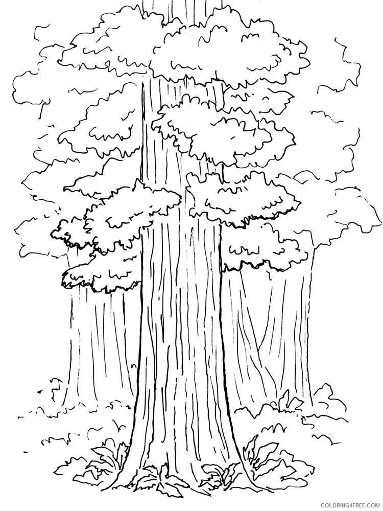 Sequoia Tree Coloring Pages Tree Nature sequoia tree 5 Printable 2021 705 Coloring4free