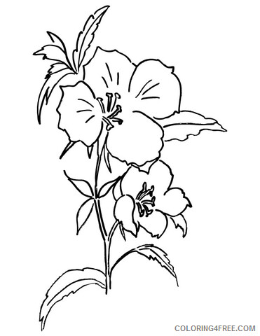 Spring Coloring Pages Nature farewell to spring or godetia Printable 2021 541 Coloring4free