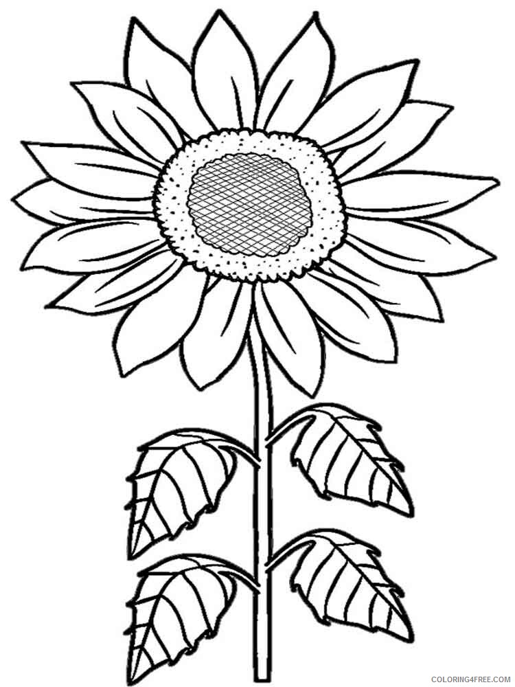 Sunflower Coloring Pages Nature Sunflower flower 11 Printable 2021 734 Coloring4free