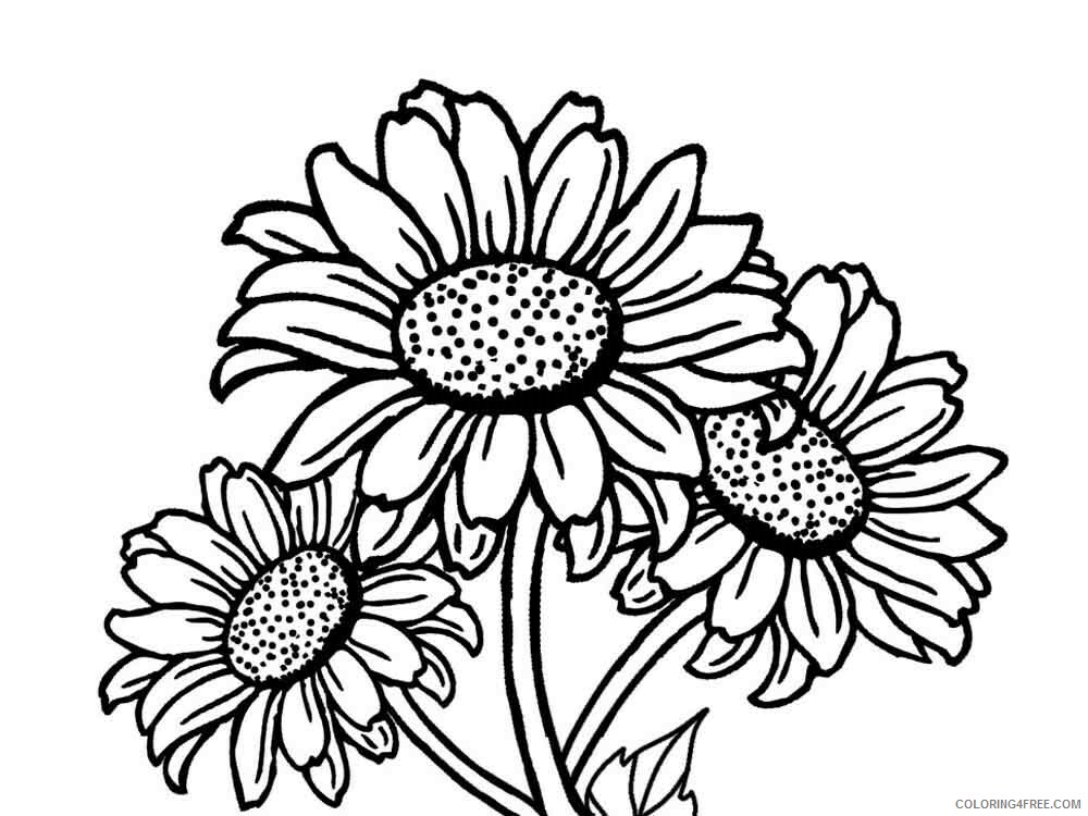 Sunflower Coloring Pages Nature Sunflower flower 7 Printable 2021 737 Coloring4free