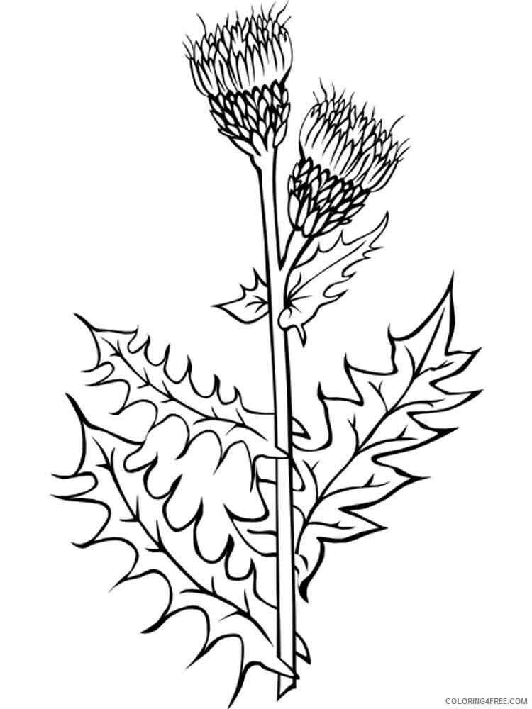 Thistle Coloring Pages Flowers Nature Thistle flower 10 Printable 2021 483 Coloring4free