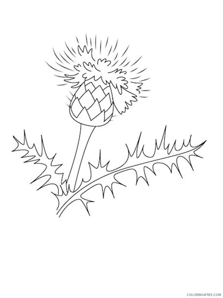 Thistle Coloring Pages Flowers Nature Thistle flower 4 Printable 2021 484 Coloring4free