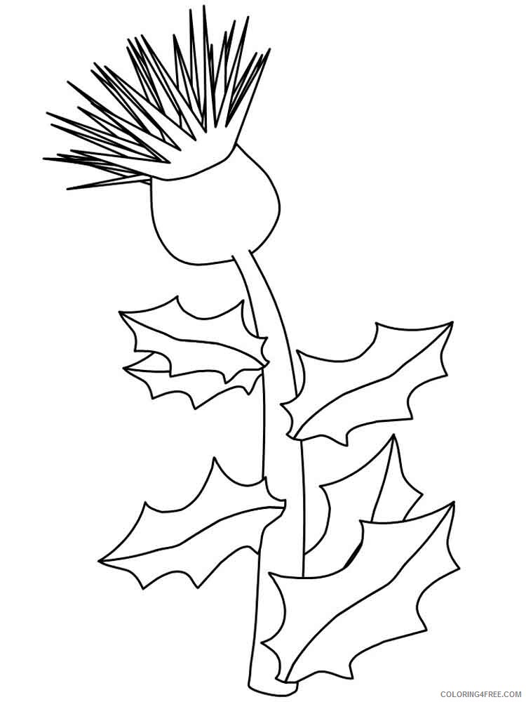 Thistle Coloring Pages Flowers Nature Thistle flower 5 Printable 2021 485 Coloring4free