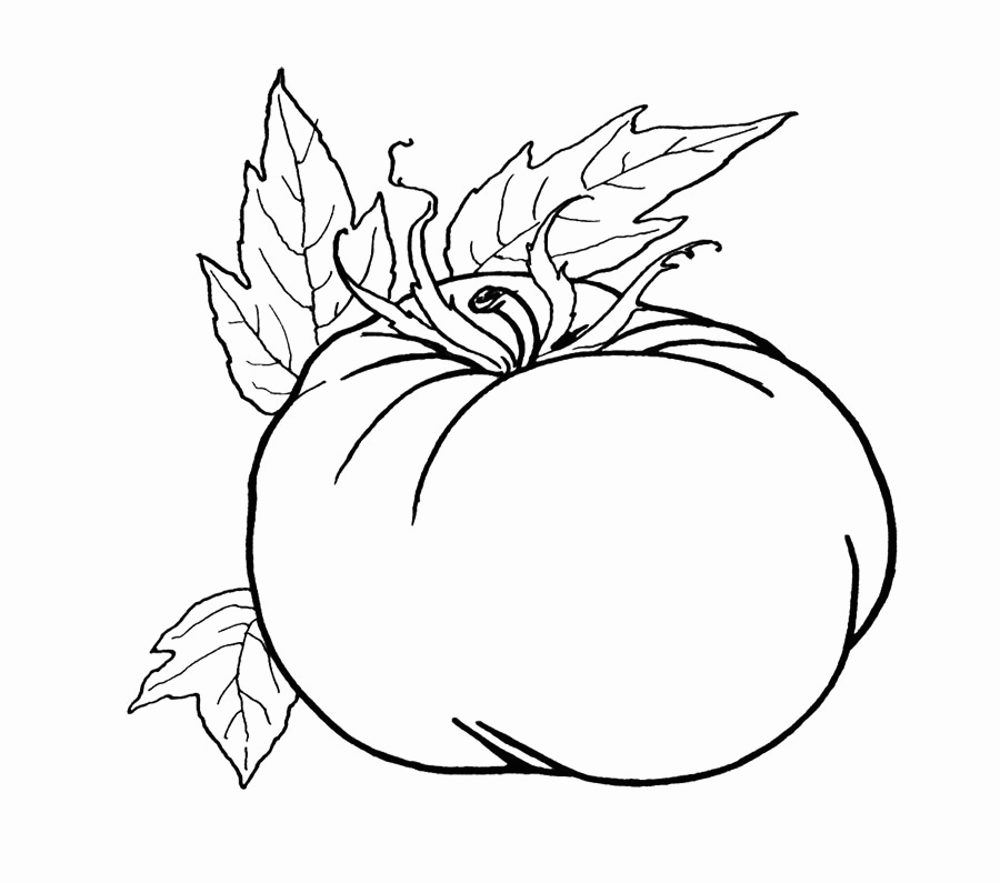 Tomato Coloring Pages Vegetables Food Tomato Printable 2021 761 Coloring4free