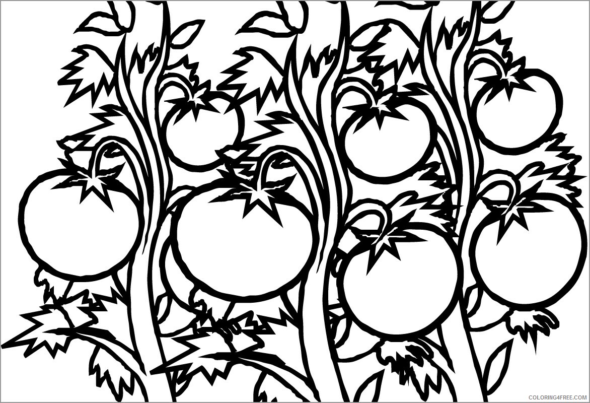 Tomato Coloring Pages Vegetables Food tomato plant Printable 2021 764 Coloring4free