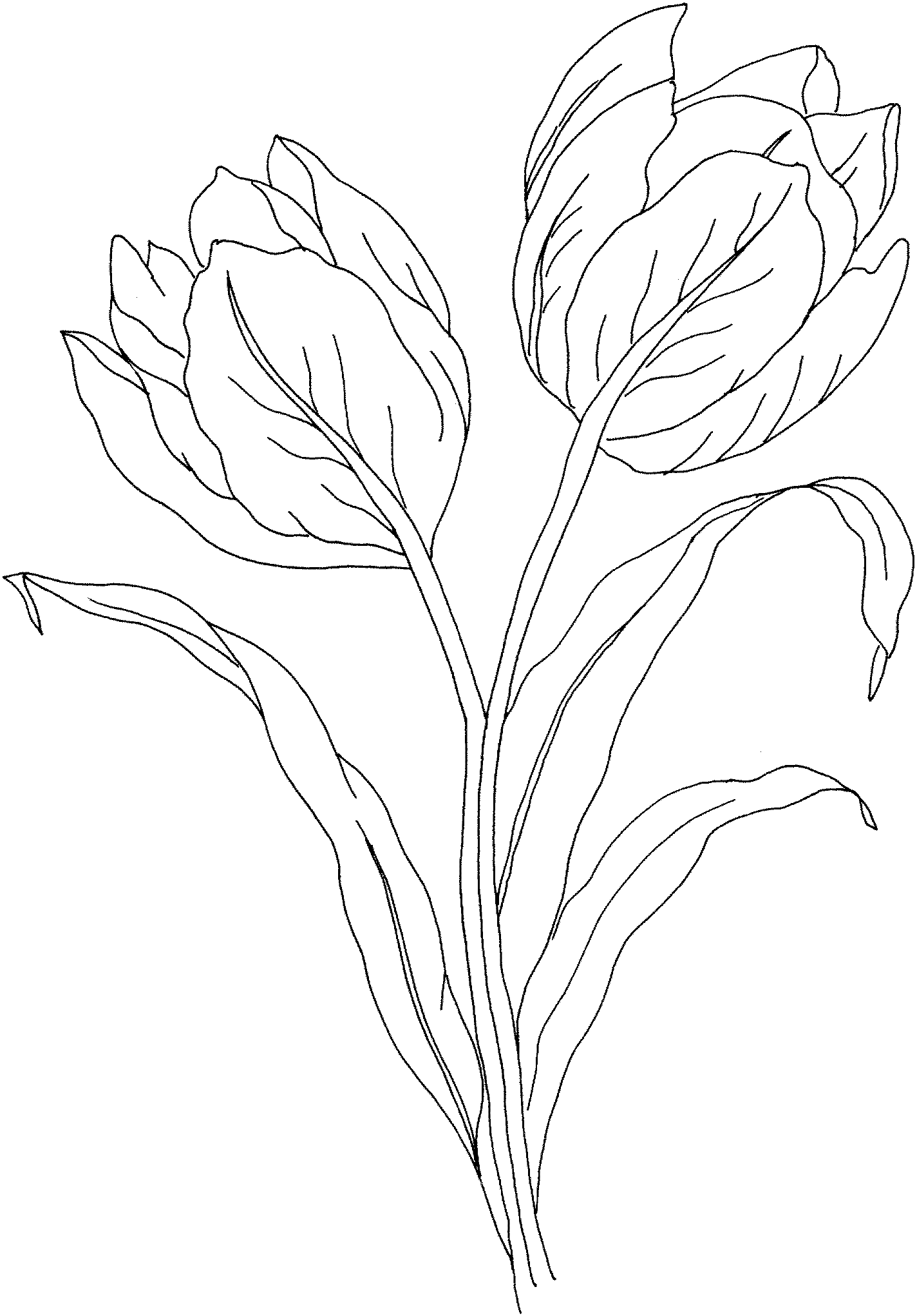 Tulips Coloring Pages Flowers Nature Free of Tulip Printable 2021 487 Coloring4free