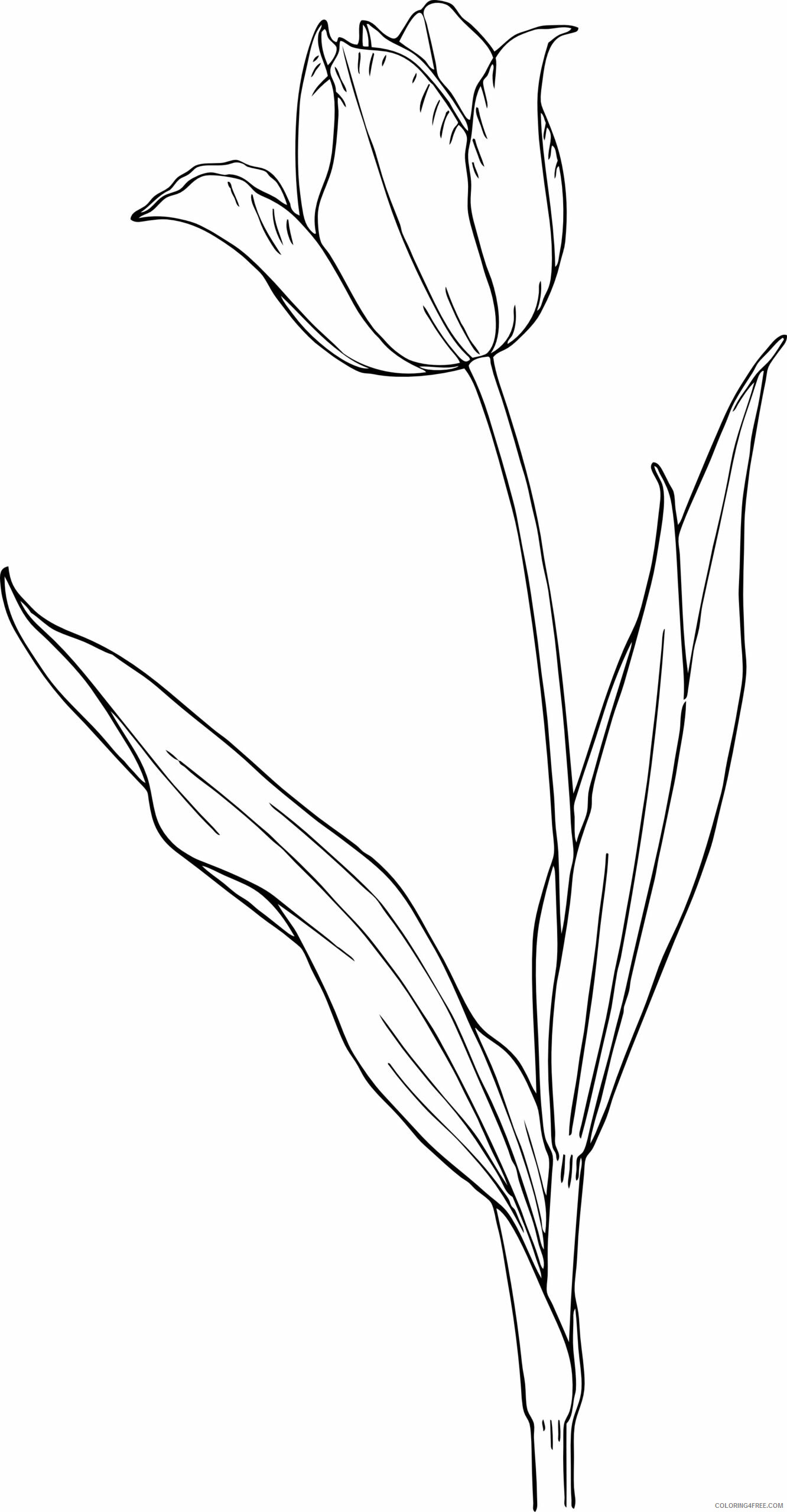 Tulips Coloring Pages Flowers Nature Tulip Flower Printable 2021 499 Coloring4free