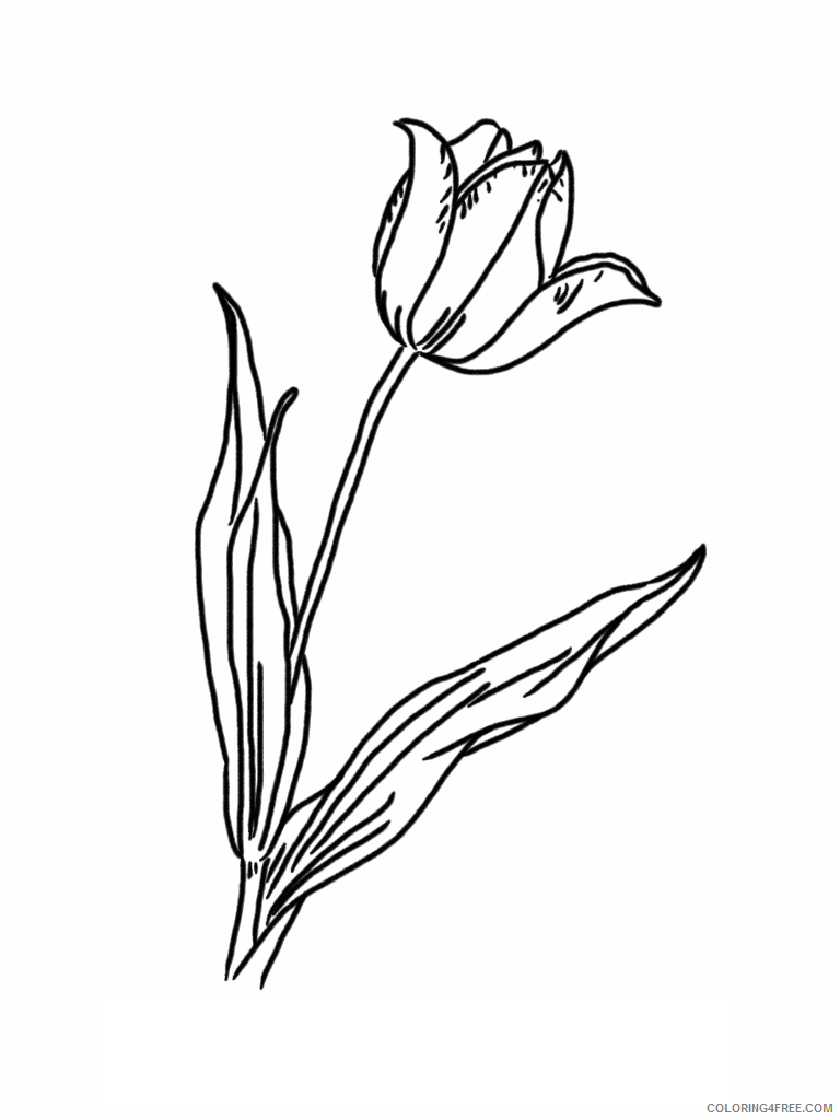 Tulips Coloring Pages Flowers Nature Tulip Images Printable 2021 496 Coloring4free