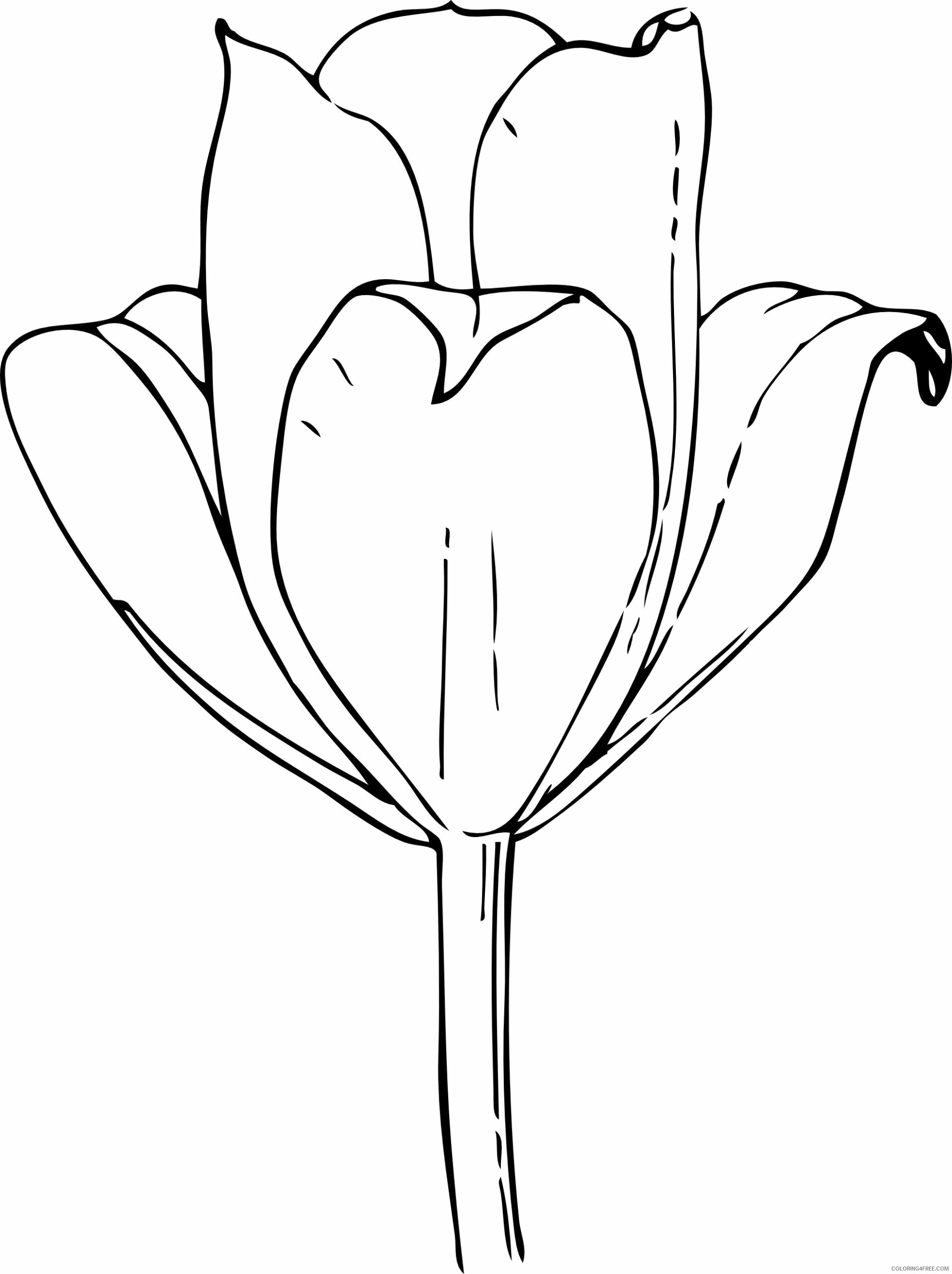 Tulips Coloring Pages Flowers Nature Tulip Pictures Printable 2021 497 Coloring4free