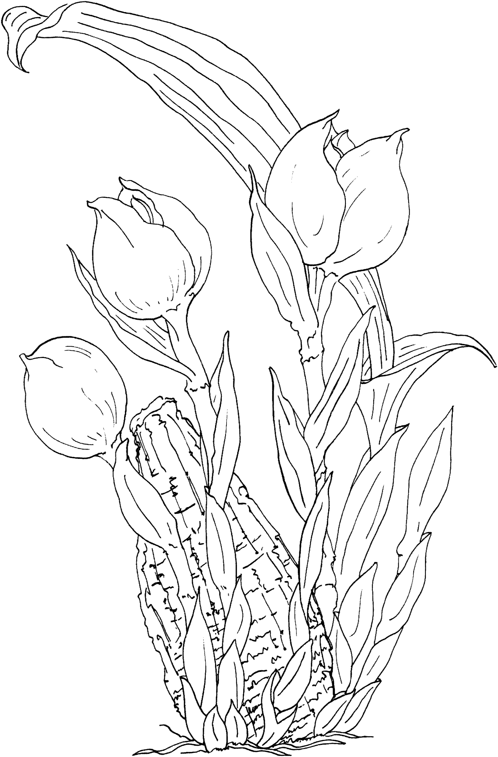 Tulips Coloring Pages Flowers Nature of Tulip Printable 2021 486 Coloring4free