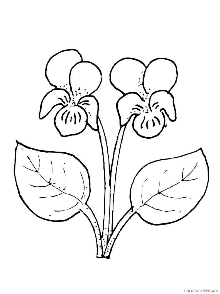 Violet Coloring Pages Flowers Nature Violet flower 4 Printable 2021 507 Coloring4free