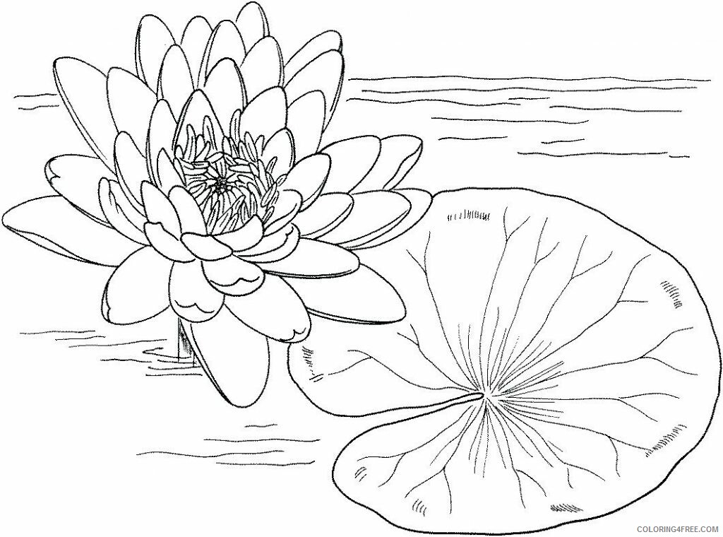 Water Lily Coloring Pages Flowers Nature Water Lily Printable 2021 508 Coloring4free