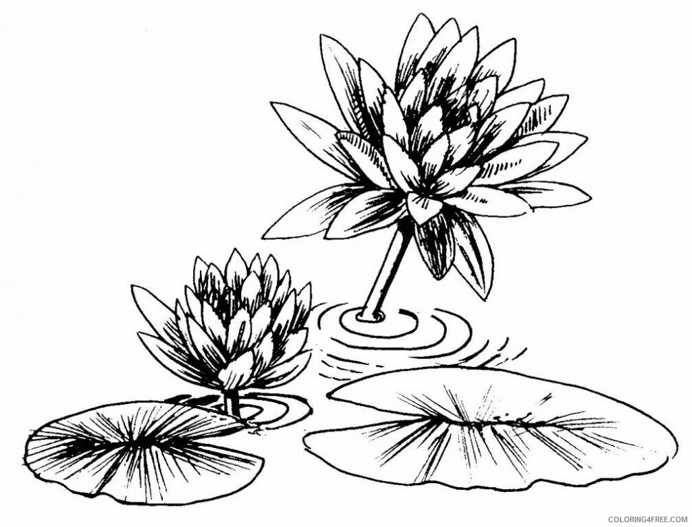 Water Lily Coloring Pages Flowers Nature Water Lily Printable 2021 509 Coloring4free