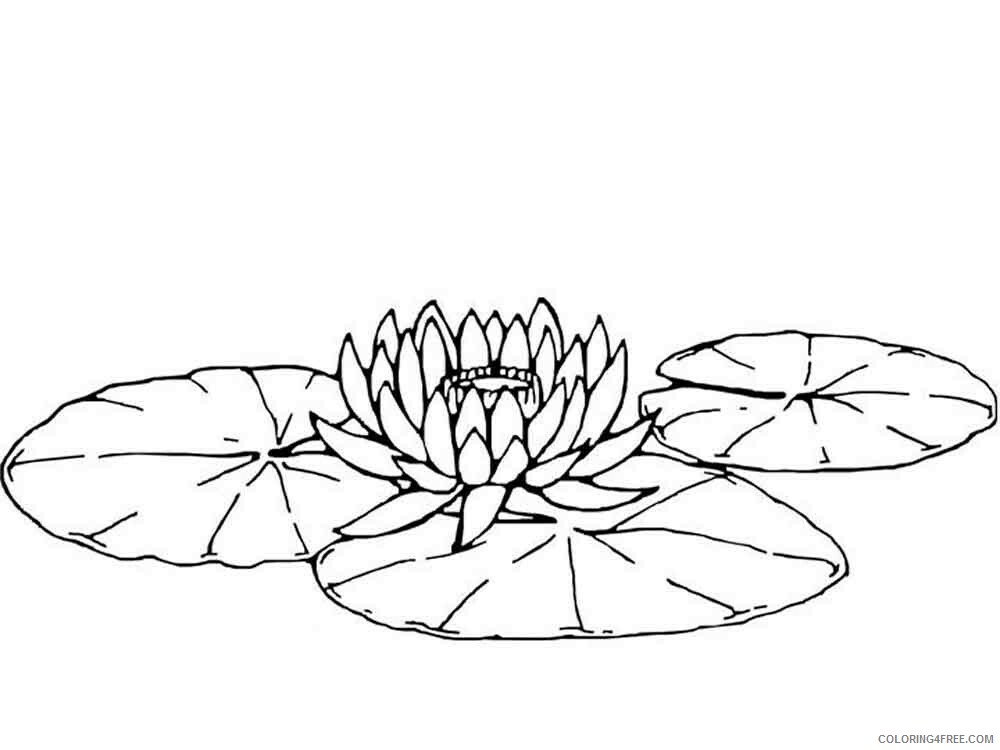 Water Lily Coloring Pages Flowers Nature Water lily flower 6 Printable 2021 513 Coloring4free