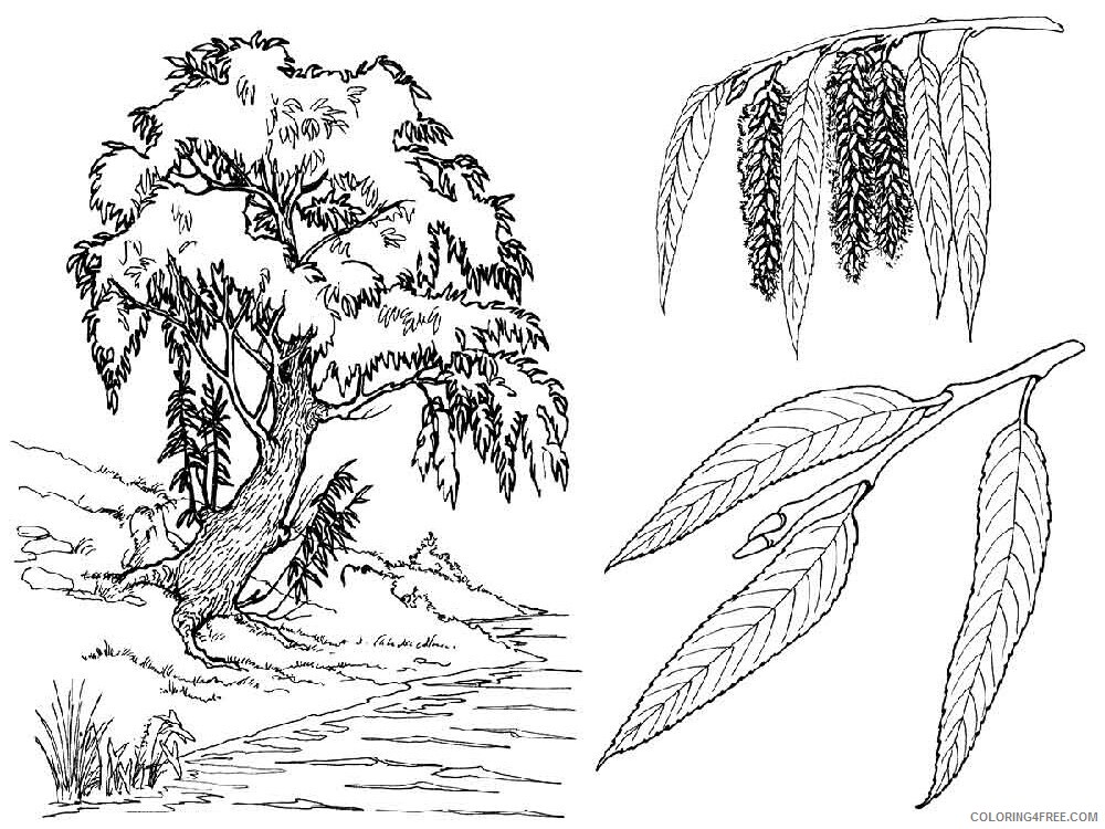 Willow Tree Coloring Pages Tree Nature willow tree 2 Printable 2021 721 Coloring4free