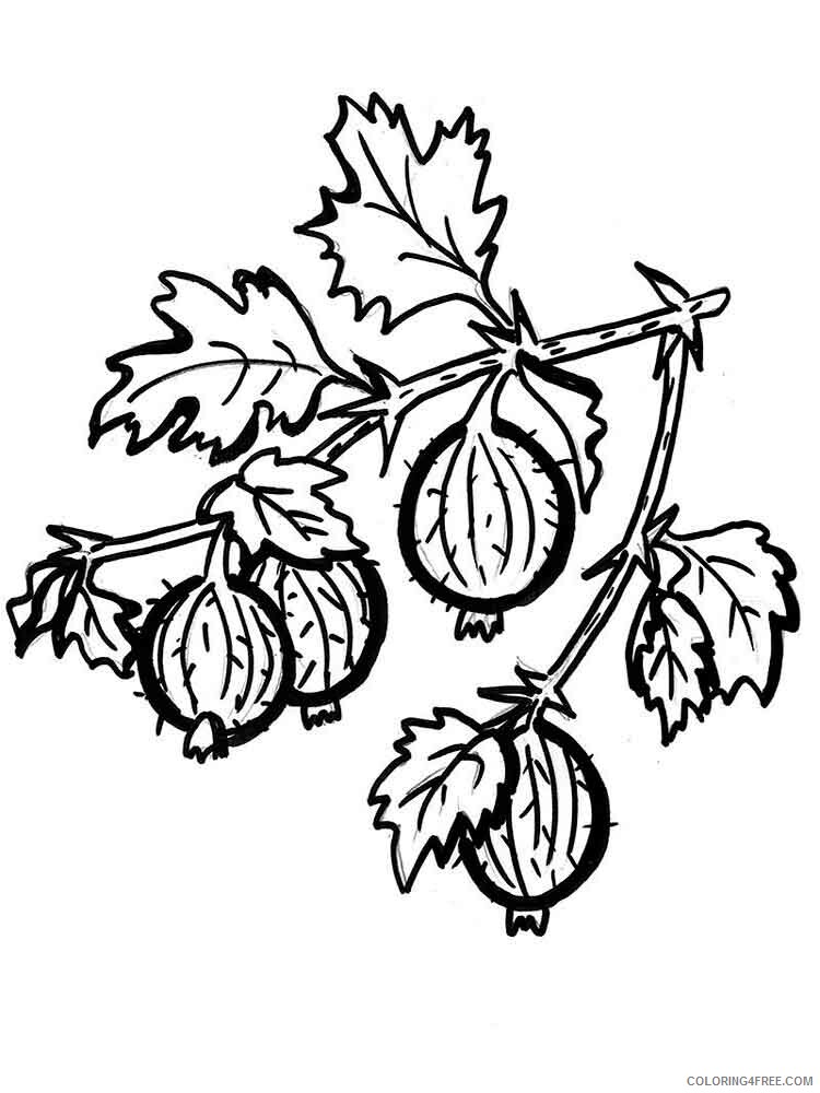 gooseberry Coloring Pages Berries Fruits gooseberry berries 3 Printable 2021 123 Coloring4free