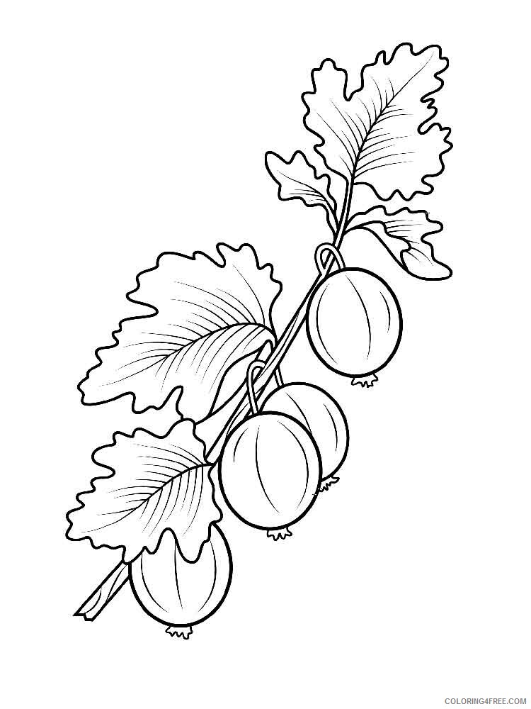 gooseberry Coloring Pages Berries Fruits gooseberry berries 4 Printable 2021 124 Coloring4free