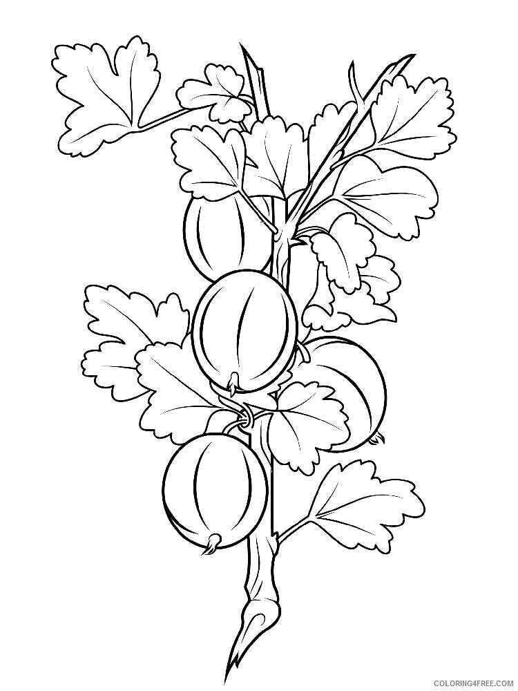 gooseberry Coloring Pages Berries Fruits gooseberry berries 5 Printable 2021 125 Coloring4free