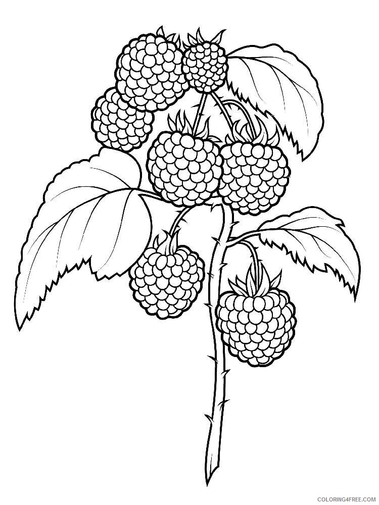 raspberries Coloring Pages Berries Fruits raspberries berries 10 Printable 2021 128 Coloring4free