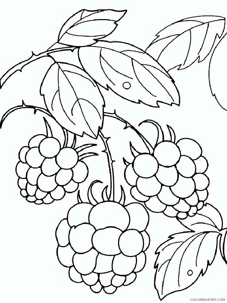 raspberries Coloring Pages Berries Fruits raspberries berries 11 Printable 2021 129 Coloring4free