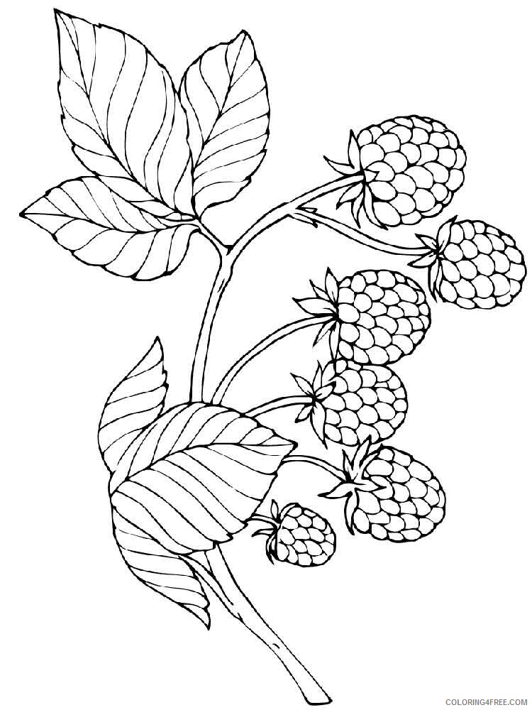 raspberries Coloring Pages Berries Fruits raspberries berries 14 Printable 2021 130 Coloring4free