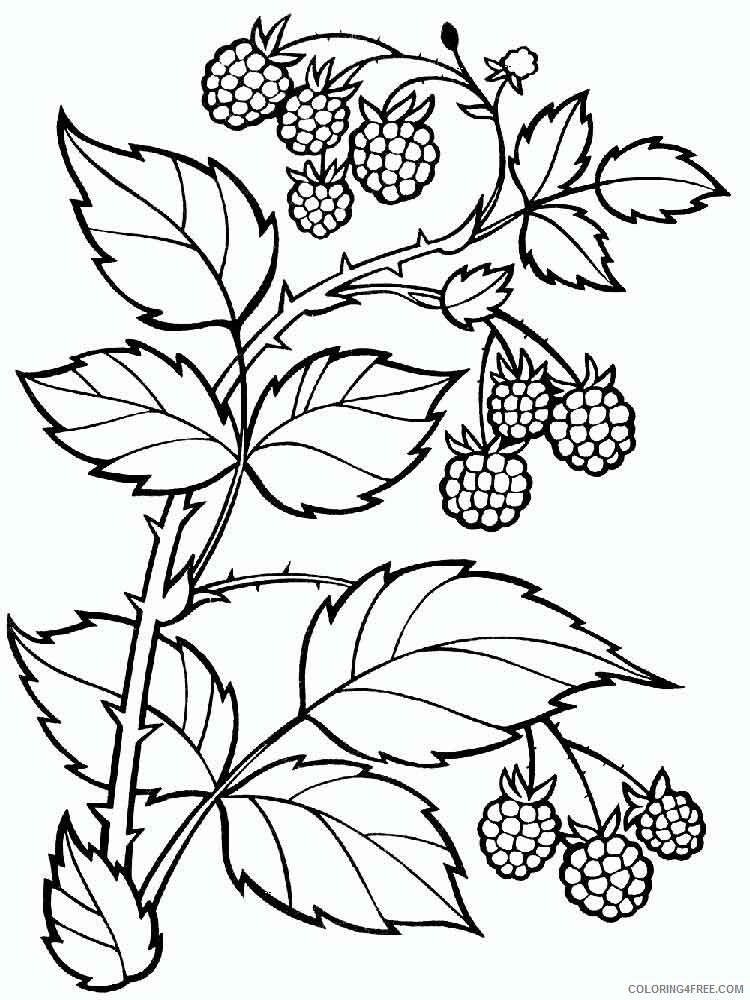 raspberries Coloring Pages Berries Fruits raspberries berries 2 Printable 2021 131 Coloring4free