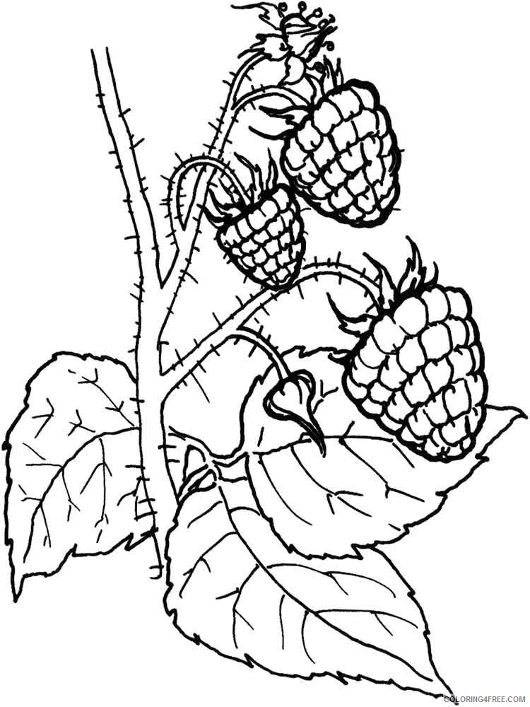 raspberries Coloring Pages Berries Fruits raspberries berries 4 Printable 2021 133 Coloring4free