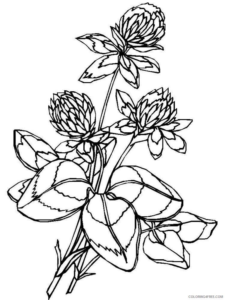 Clover Coloring Pages Clover 11 Printable 2021 1732 Coloring4free