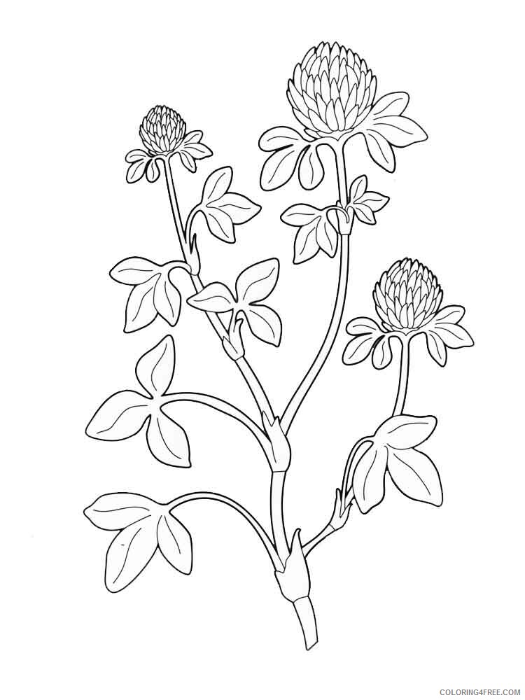 Clover Coloring Pages Clover 4 Printable 2021 1737 Coloring4free