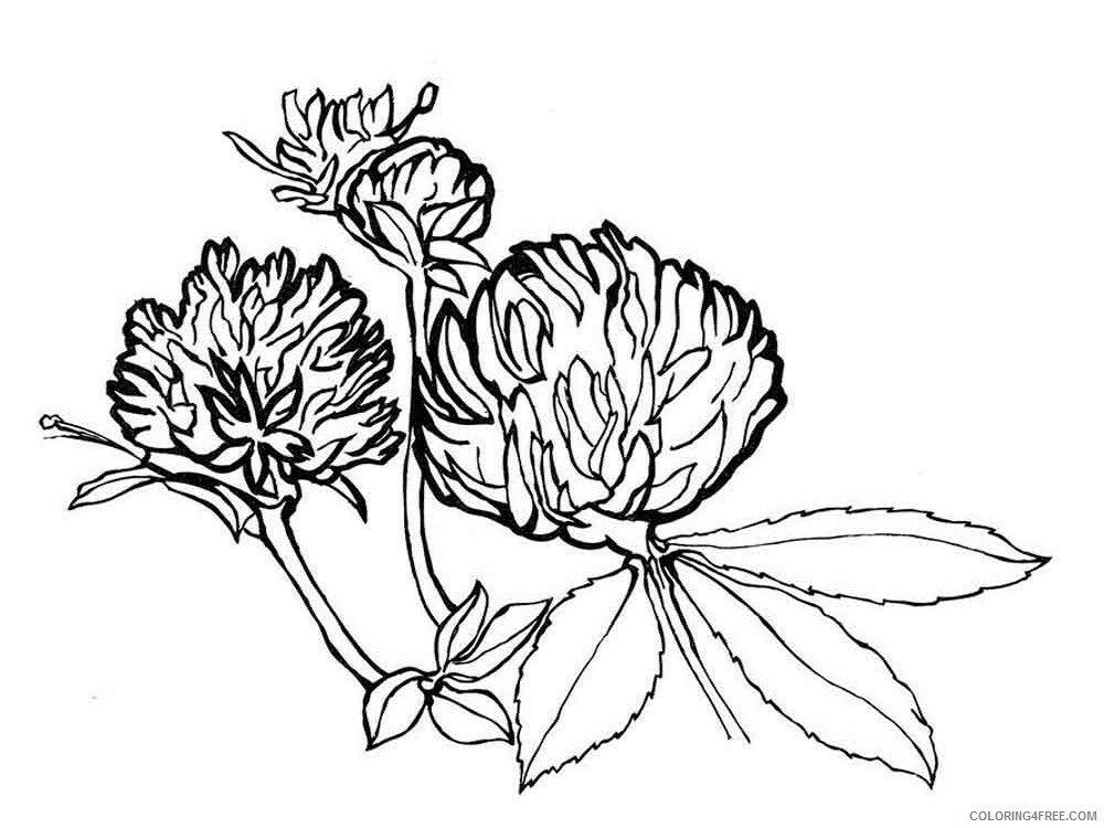 Clover Coloring Pages Clover 8 Printable 2021 1740 Coloring4free