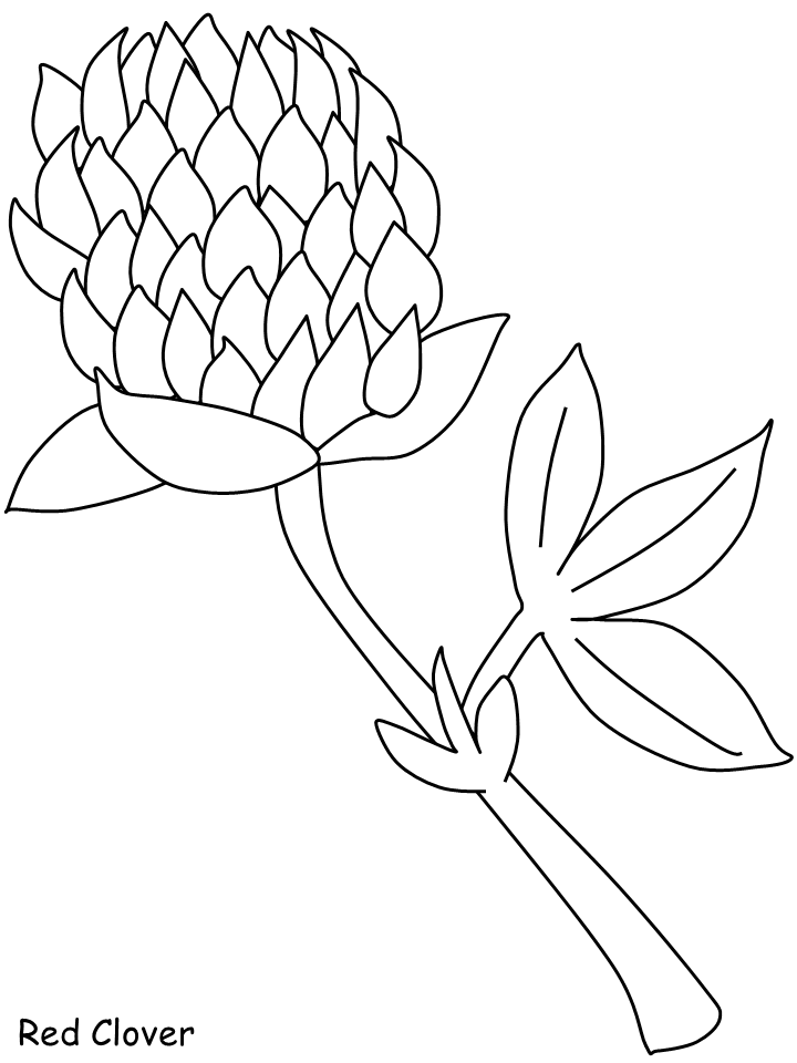 Clover Coloring Pages red clover Printable 2021 1758 Coloring4free