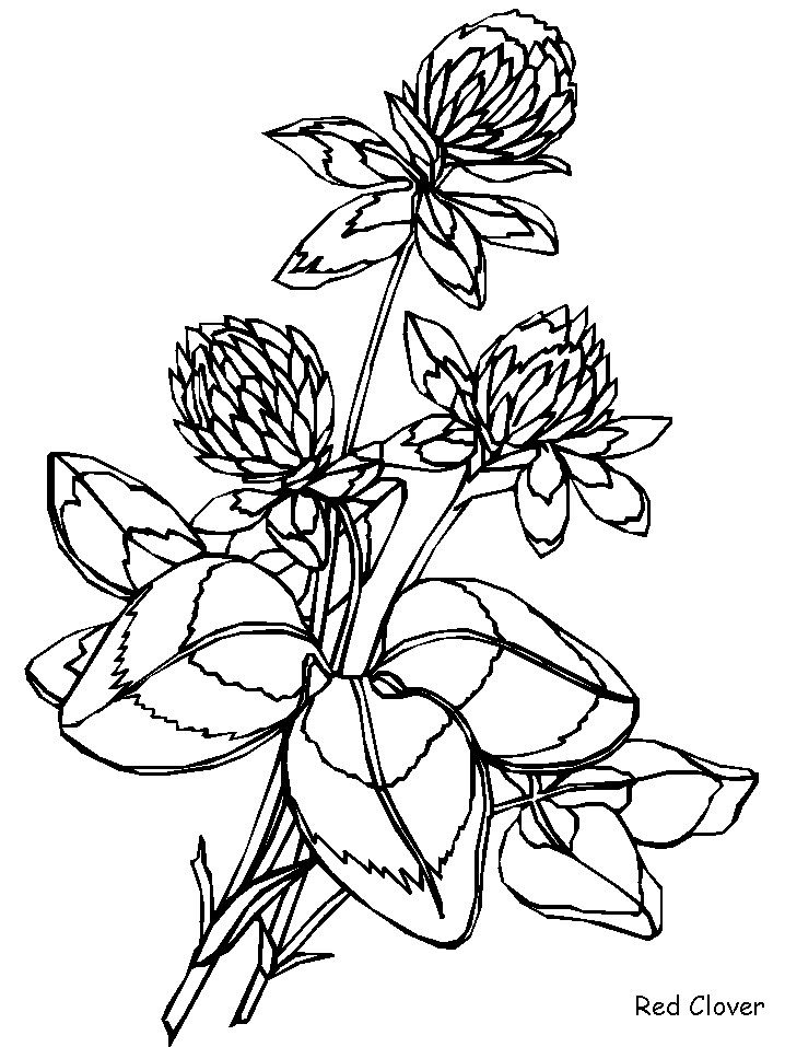 Clover Coloring Pages redclover Printable 2021 1757 Coloring4free