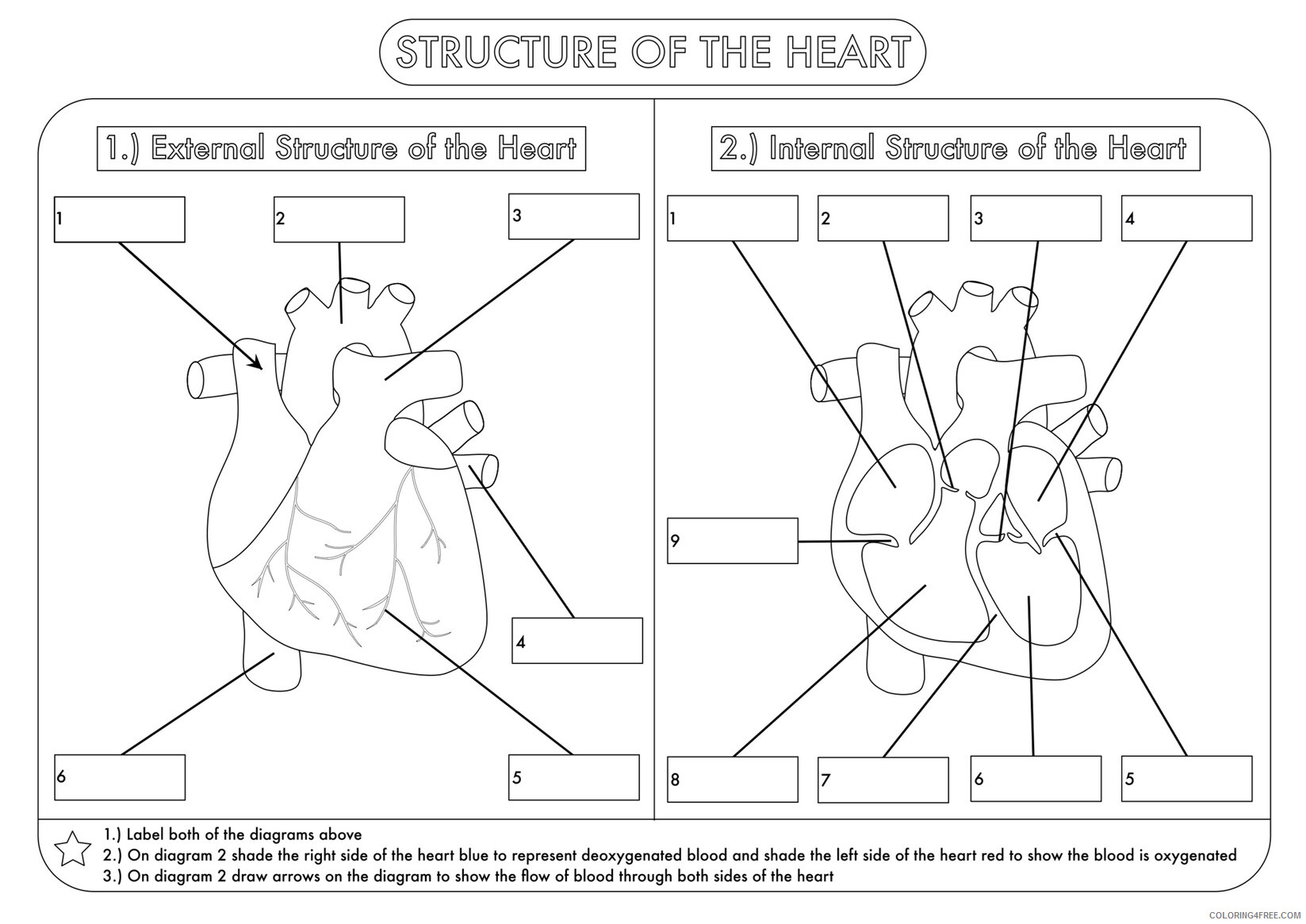 Heart Coloring Pages The Heart 4th Grade Science Worksheet Printable 2021 3197 Coloring4free