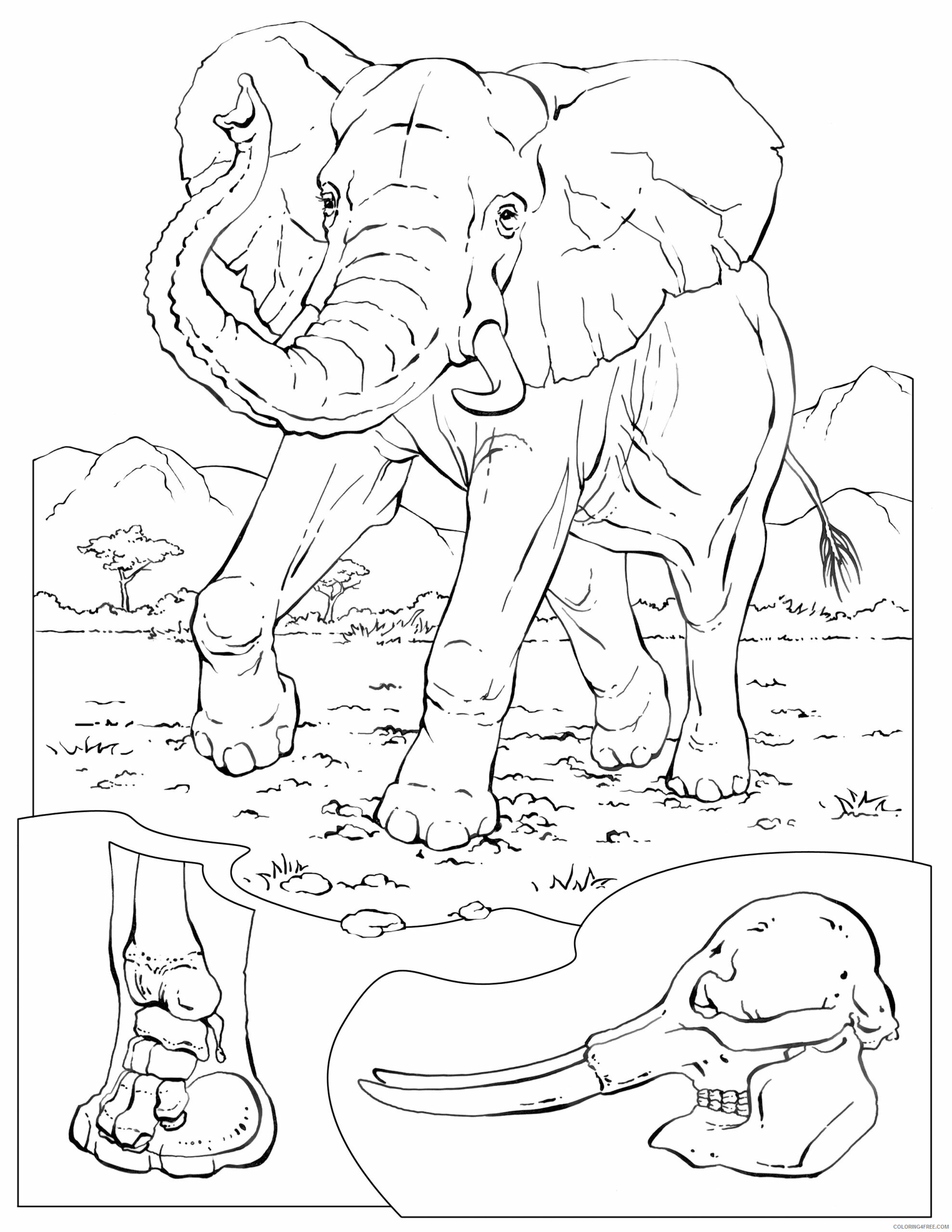 Preschool Animal Coloring Pages Elephant For Preschool Printable 2021 4851 Coloring4free