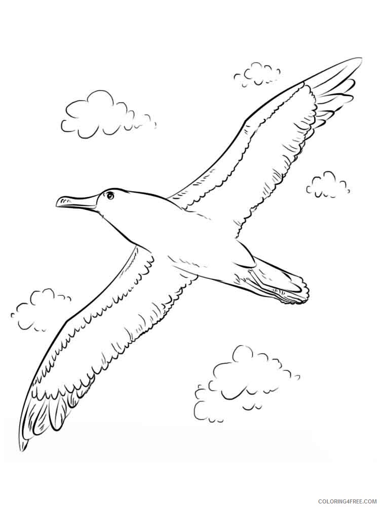 Albatross Coloring Pages Animal Printable Sheets Albatross birds 13 2021 0029 Coloring4free
