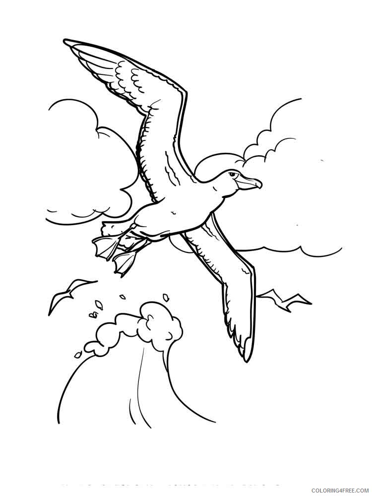 Albatross Coloring Pages Animal Printable Sheets Albatross birds 2 2021 0030 Coloring4free